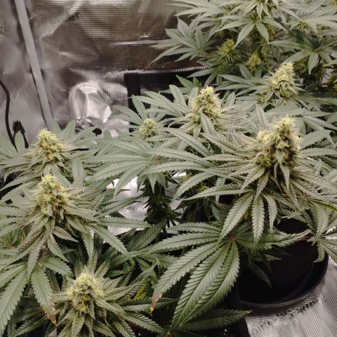 Northern Light growlog timeline photo