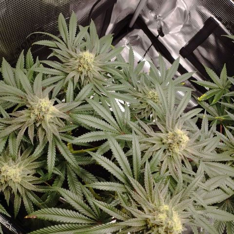 Northern Light growlog timeline photo