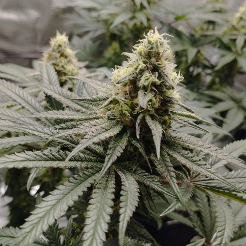Northern Light growlog timeline photo