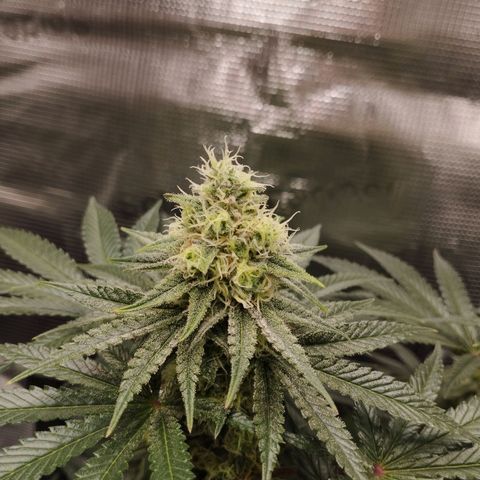 Northern Light growlog timeline photo