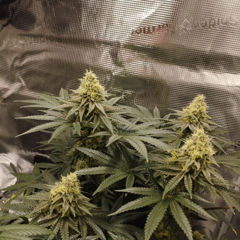 Northern Light growlog timeline photo