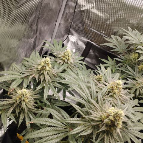 Northern Light growlog timeline photo