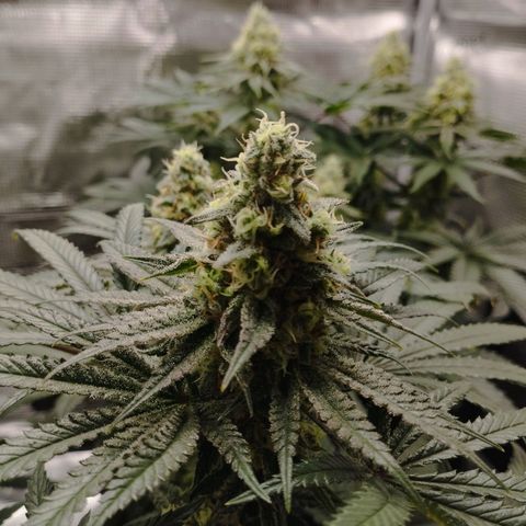 Northern Light growlog timeline photo