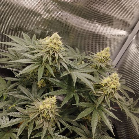 Northern Light growlog timeline photo