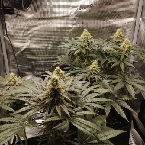 Northern Light growlog timeline photo