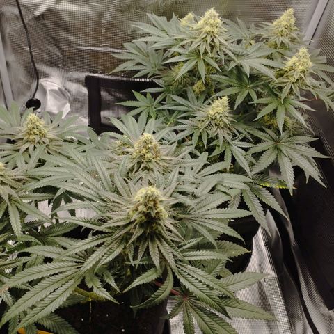 Northern Light growlog timeline photo