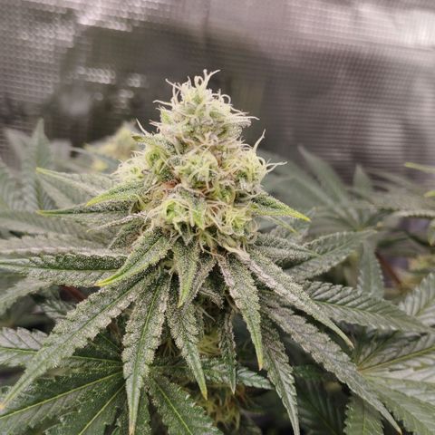 Northern Light growlog timeline photo