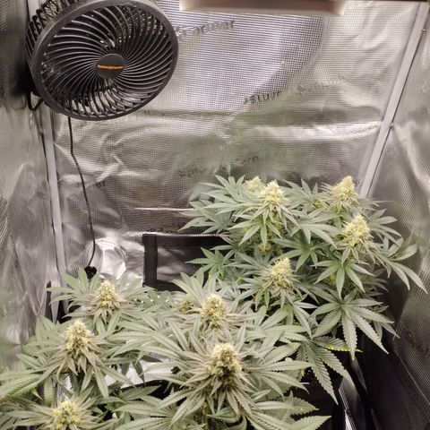 Northern Light growlog timeline photo