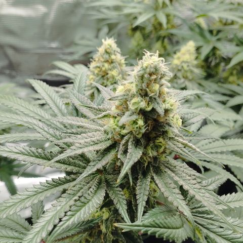 Northern Light growlog timeline photo