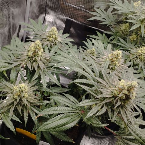 Northern Light growlog timeline photo