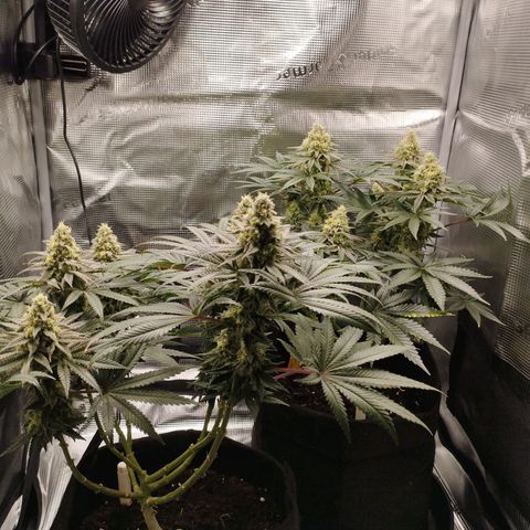 Northern Light growlog timeline photo