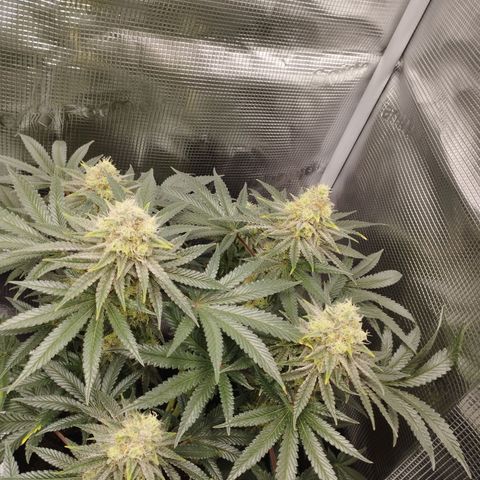 Northern Light growlog timeline photo