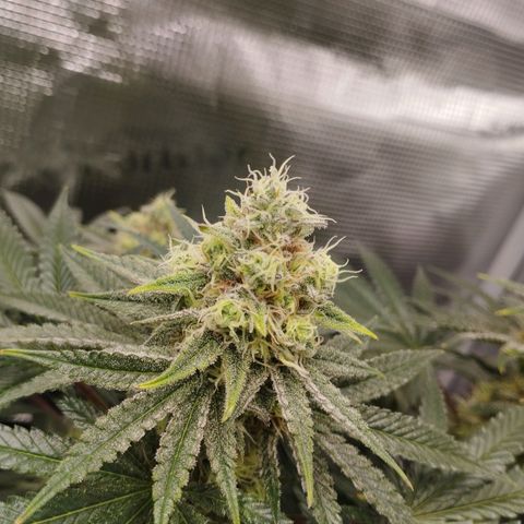 Northern Light growlog timeline photo