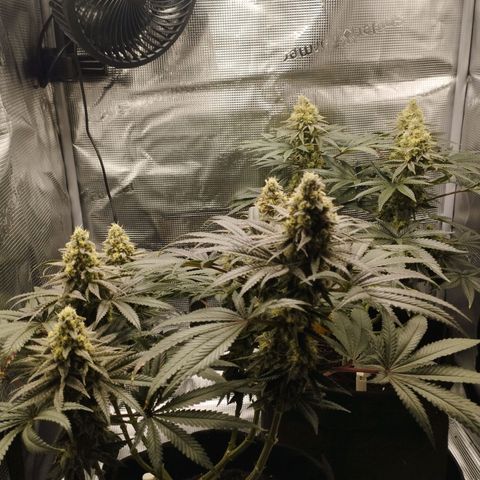 Northern Light growlog timeline photo