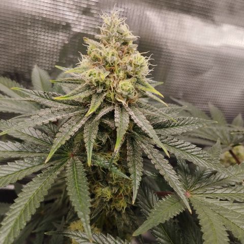 Northern Light growlog timeline photo