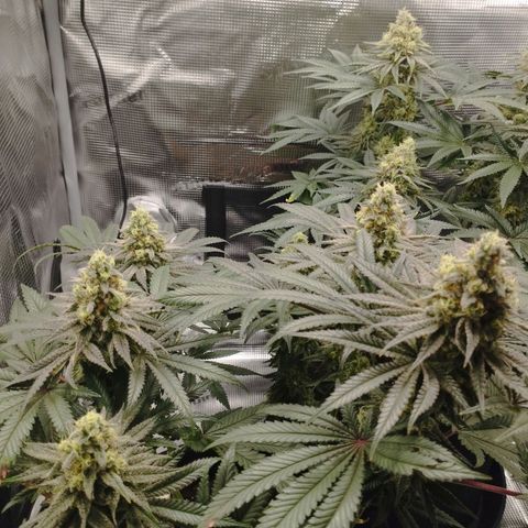Northern Light growlog timeline photo