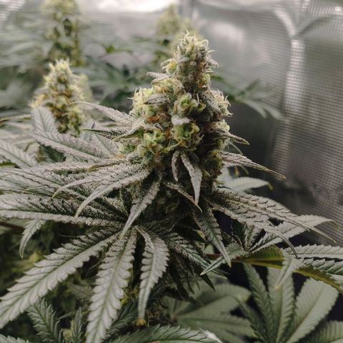 Northern Light growlog timeline photo