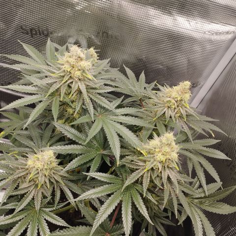 Northern Light growlog timeline photo
