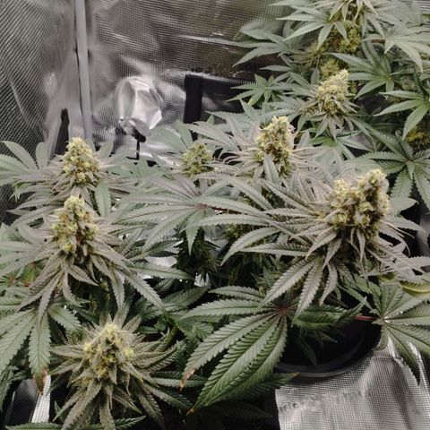 Northern Light growlog timeline photo