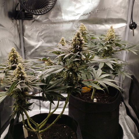 Northern Light growlog timeline photo