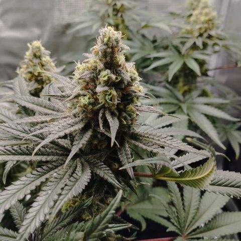 Northern Light growlog timeline photo