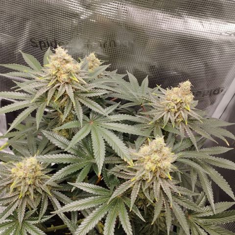 Northern Light growlog timeline photo