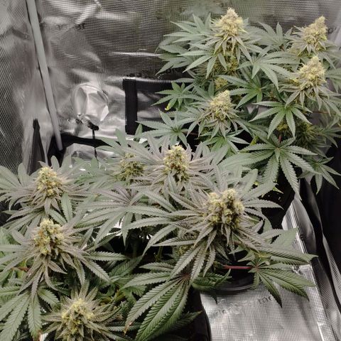 Northern Light growlog timeline photo