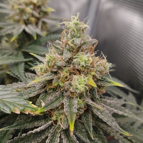 Northern Light growlog timeline photo