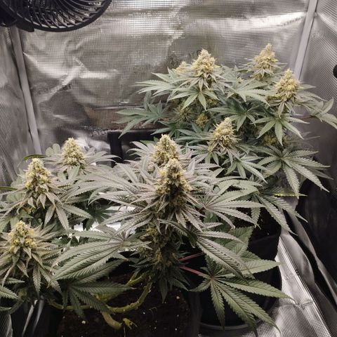 Northern Light growlog timeline photo