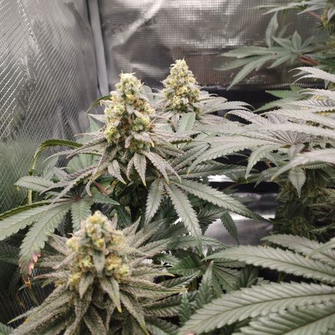 Northern Light growlog timeline photo