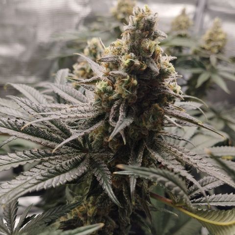 Northern Light growlog timeline photo
