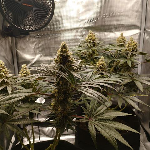Northern Light growlog timeline photo