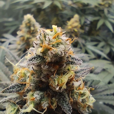Northern Light growlog timeline photo
