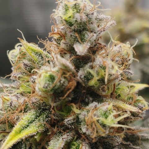 Northern Light growlog timeline photo