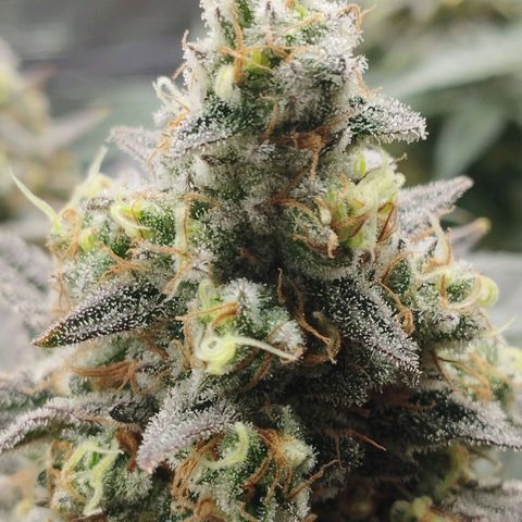 Northern Light growlog timeline photo