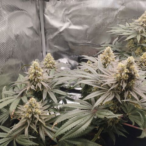 Northern Light growlog timeline photo