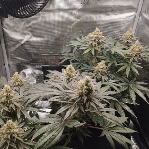 Northern Light growlog timeline photo