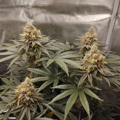 Northern Light growlog timeline photo