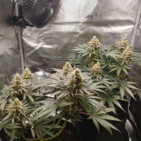 Northern Light growlog timeline photo