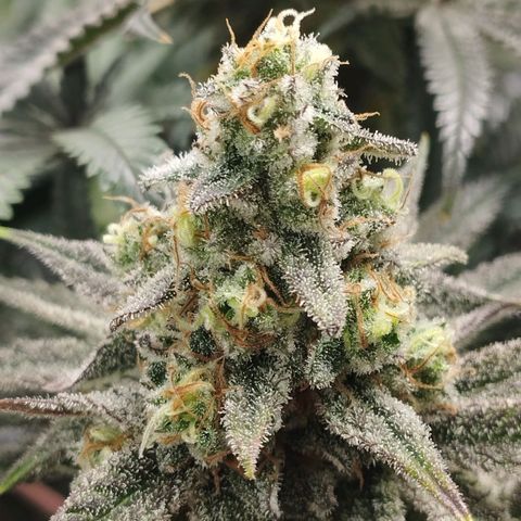 Northern Light growlog timeline photo