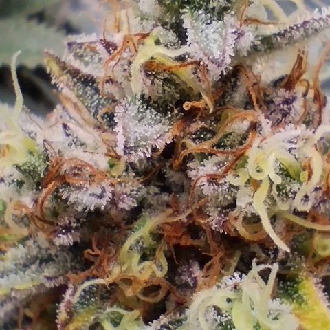 Northern Light growlog timeline photo
