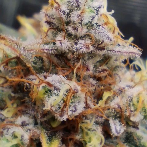 Northern Light growlog timeline photo