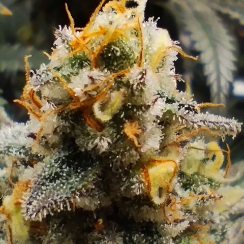 Northern Light growlog timeline photo