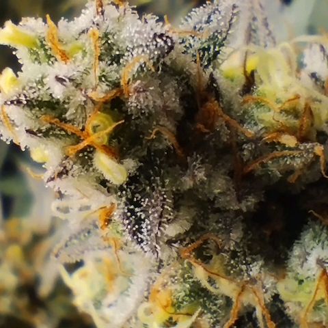 Northern Light growlog timeline photo