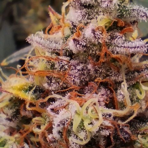 Northern Light growlog timeline photo