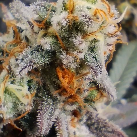 Northern Light growlog timeline photo