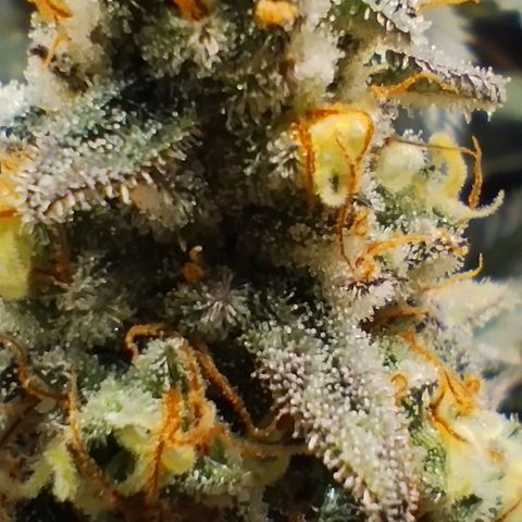 Northern Light growlog timeline photo