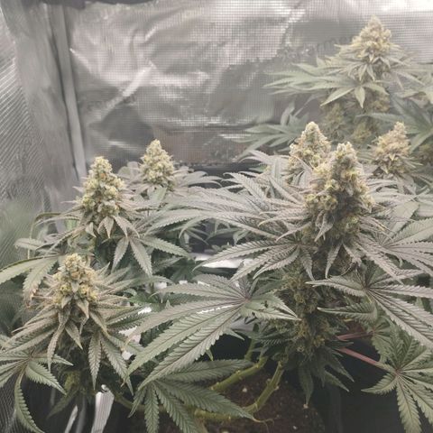 Northern Light growlog timeline photo