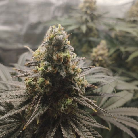 Northern Light growlog timeline photo