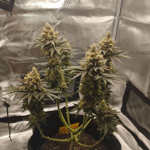 Northern Light growlog timeline photo